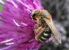 Lasioglossum laevigatum